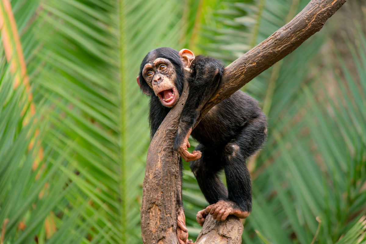 chimpancé AdobeStock_637225851 chimpancé AdobeStock_637225851
