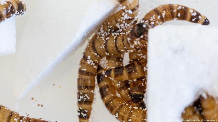 Gusanos comen plástico Según los científicos, este gusano no sufre problemas de desarrollo tras comer plástico.