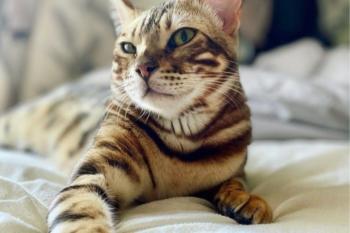 gato Los gatos amasan desde cachorros. (Imagen: Pinterest)