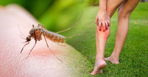 Resultado de imagen para Asà puedes evitar que te piquen los mosquitos