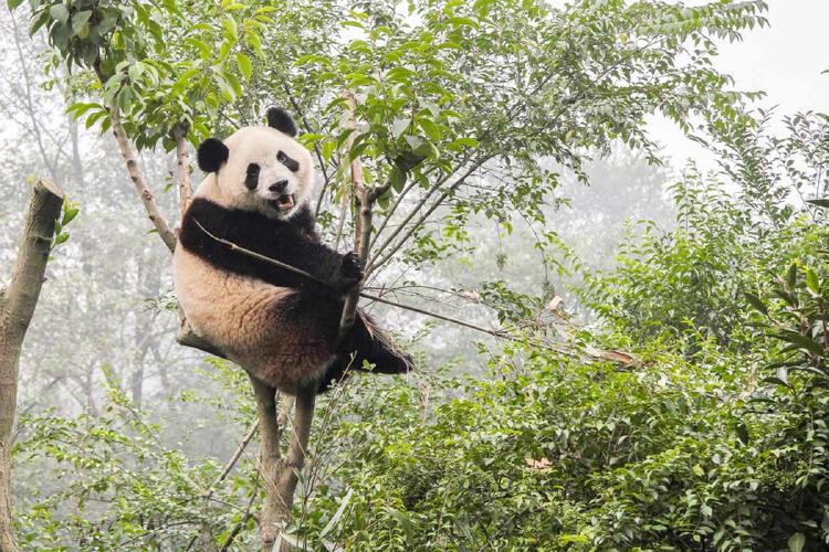 PANDA2
