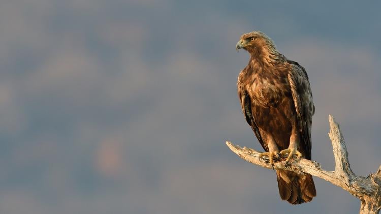 Águila real