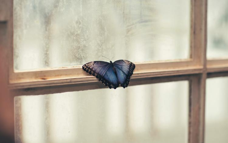  significado de cuando llega una mariposa a tu casa