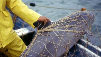 Vaquita marina, especie endémica mexicana que está en extinción.