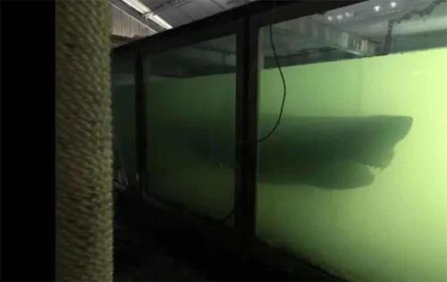 Hallan un tiburón de cinco metros en un parque acuático cerrado en 2012
