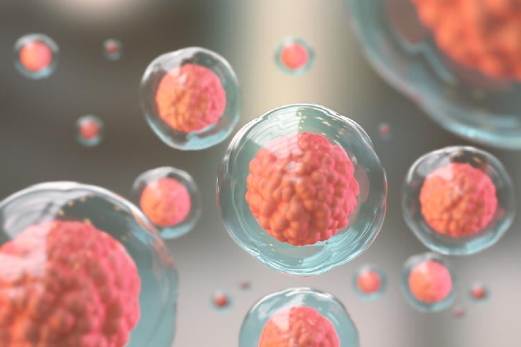 células madre y autofagia funciones de la célula