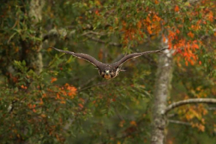 Juvenile Rufous tailed Hawk PH Tomas Rivas Fuenzalida 768x512