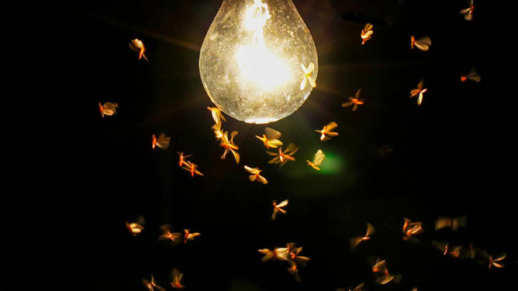 insectos luces3 insectos luces3