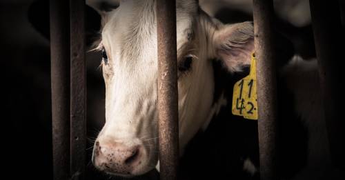 Esta es la razón por la que no puedes ser ambientalista si comes carne