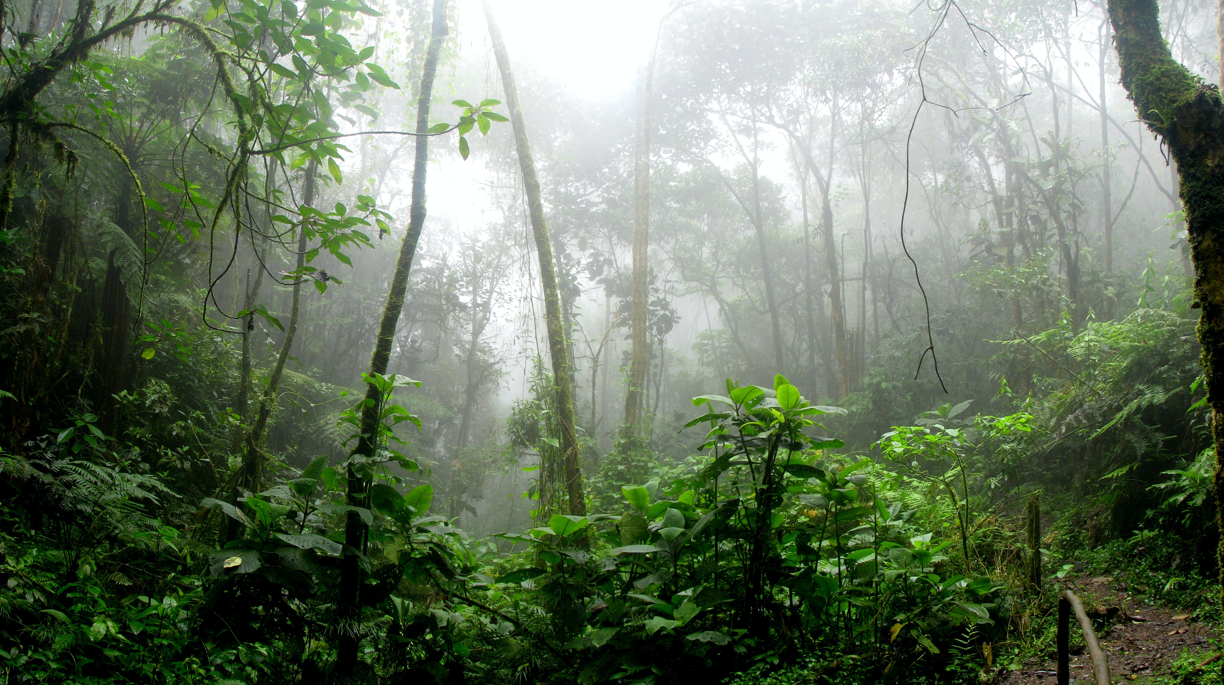 Bosque nublado de Colombia