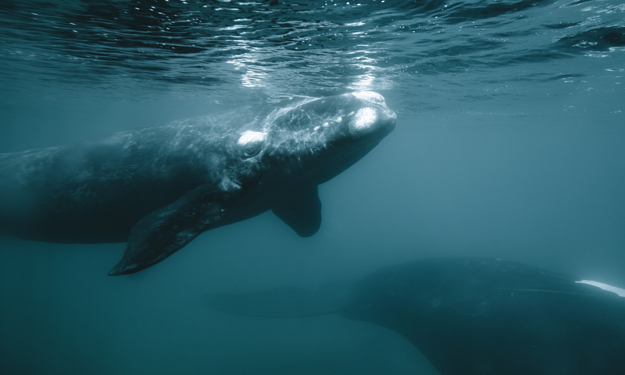 ballenafranca ballenafranca