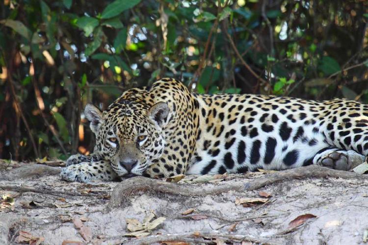 GPA Yaguareté GPA Yaguareté