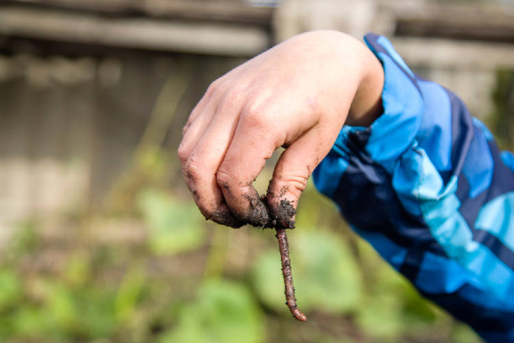 niño sostiene una lombriz niño sostiene una lombriz