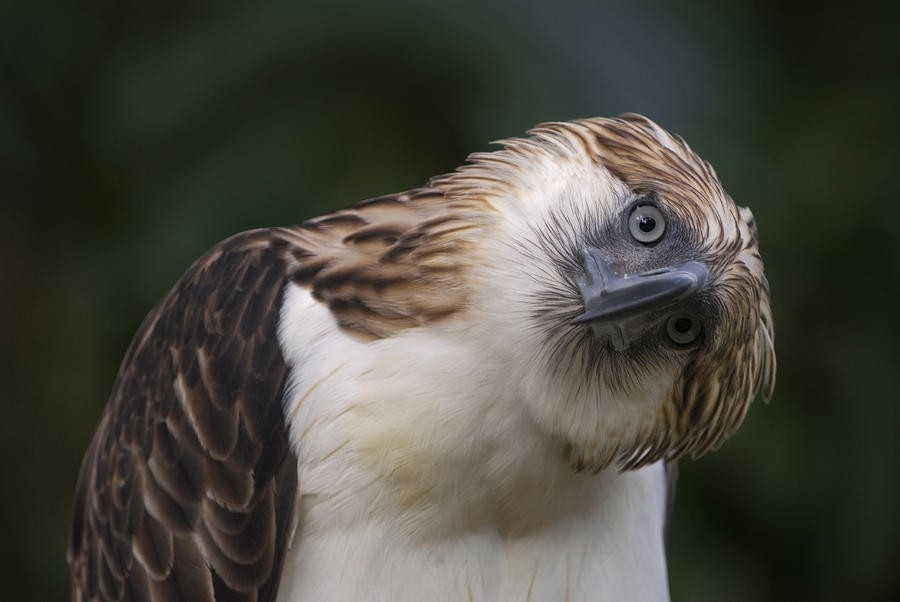 El águila filipina- aves