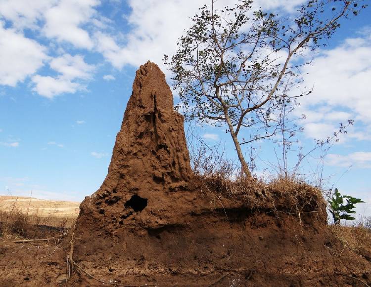 termite hill 266587_1280