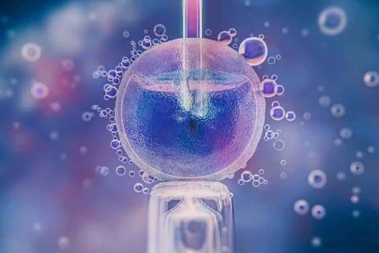 celulas Un experimento en Oregón transforma células de la piel en óvulos y logra embriones humanos por unos días. Fuente: Freepik/muyinteresante.okdiario.com