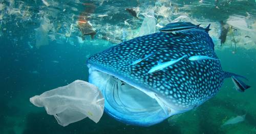 No es plástico ni son peces: esto también termina en los océanos y les hace mucho daño