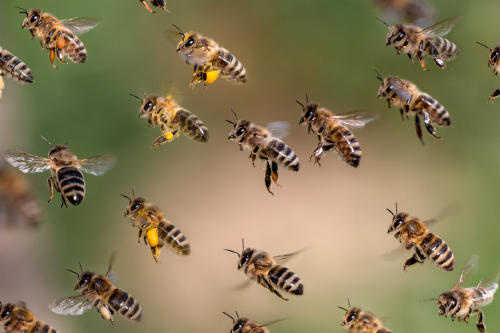 abejas AdobeStock_201063712 abejas AdobeStock_201063712