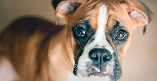 6 cosas perros pueden predecir 6 cosas perros pueden predecir