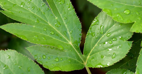 ashitaba planta japonesa ashitaba planta japonesa