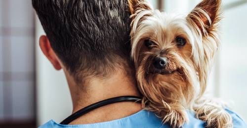 ¿Qué hacen los veterinarios cuando no estás? El tierno video viral que triunfa en internet