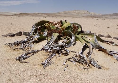Welwitschia Welwitschia