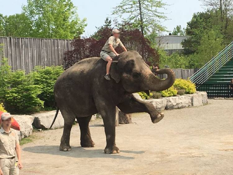 waza_elephant_performance waza_elephant_performance