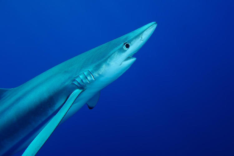tiburon azul2