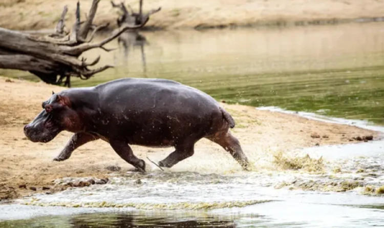 hipopotamo hipopotamo