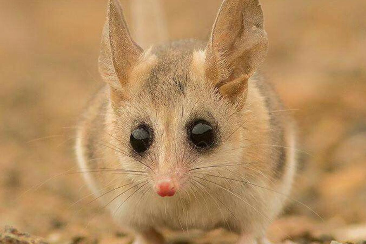 musaraña Imagen: Pinterest