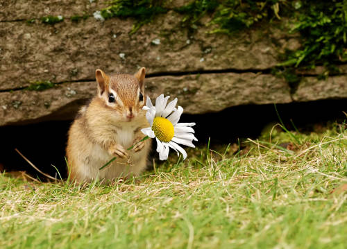 Día Mundial de la Vida Silvestre: es un súper año para la biodiversidad