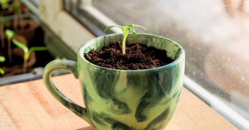 siembra planta limon taza siembra planta limon taza