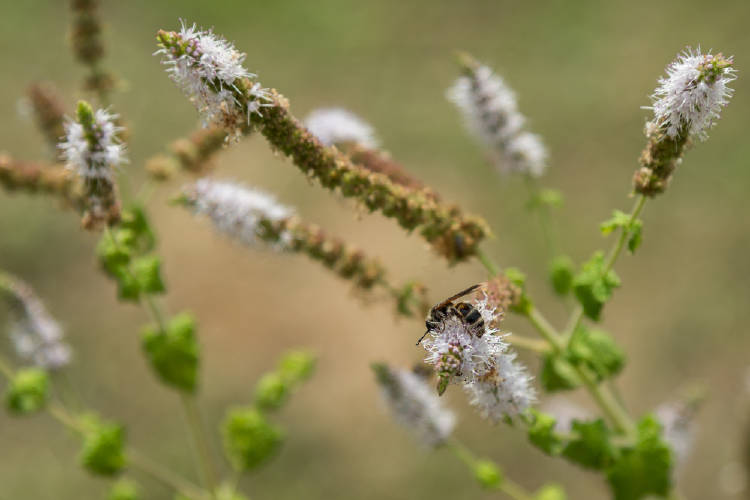 cohosh negro cohosh negro