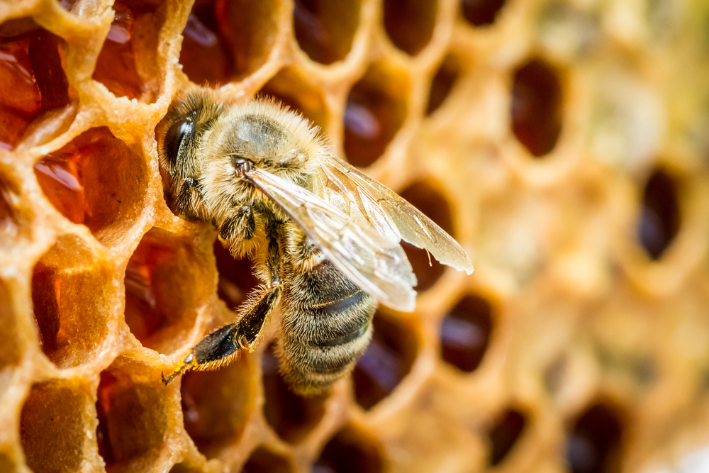 Polen de abeja natural 200g de nuestras propias colmenas. Origen España  100%. Recolectado y envasado por nuestra familia, con 40 años de  experiencia cuidando abejas de forma sostenible. : : Alimentación  y bebidas