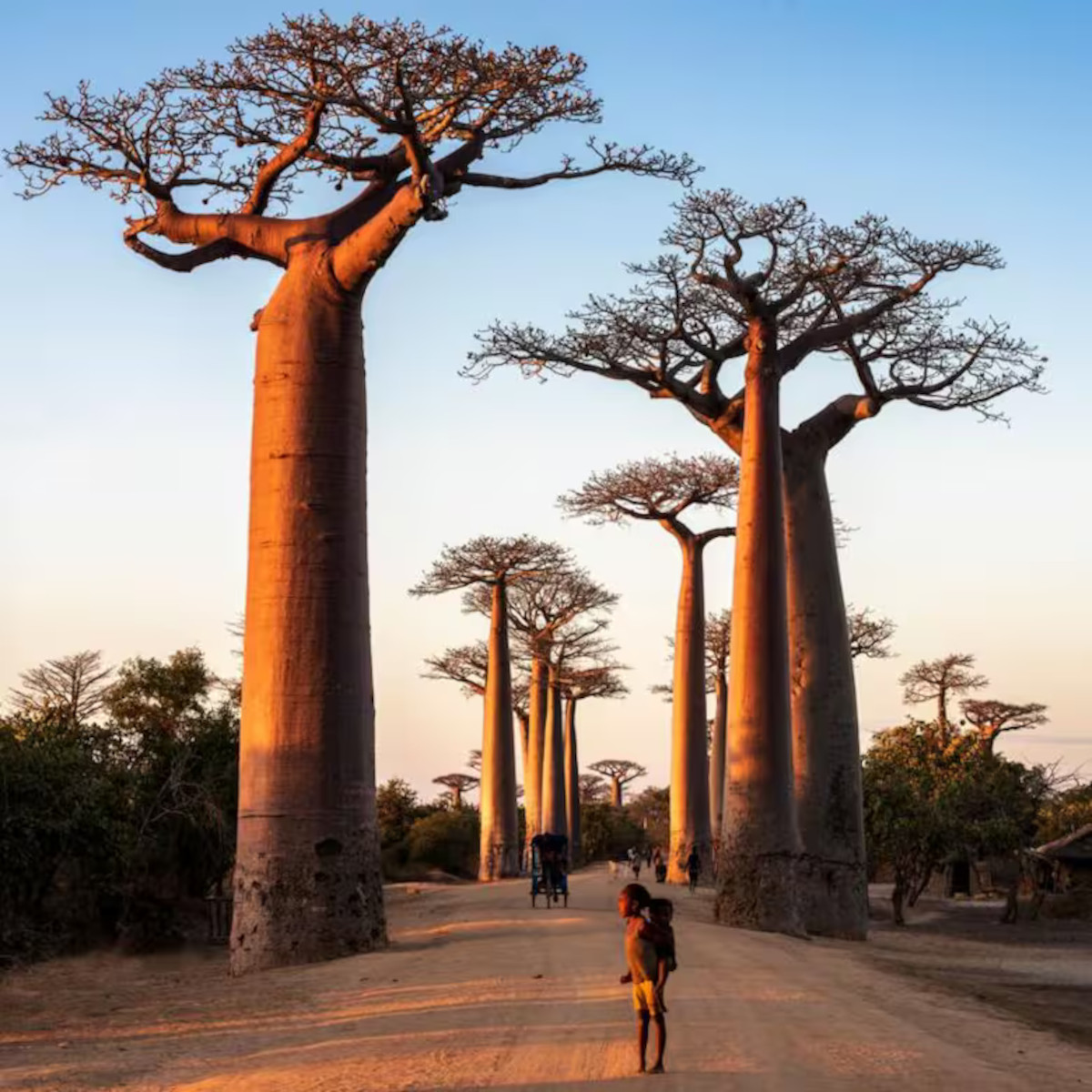 baobabs getty images3