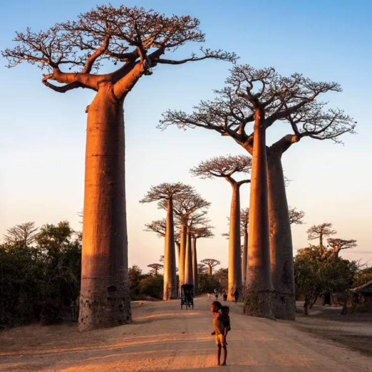 baobabs getty images3 baobabs getty images3