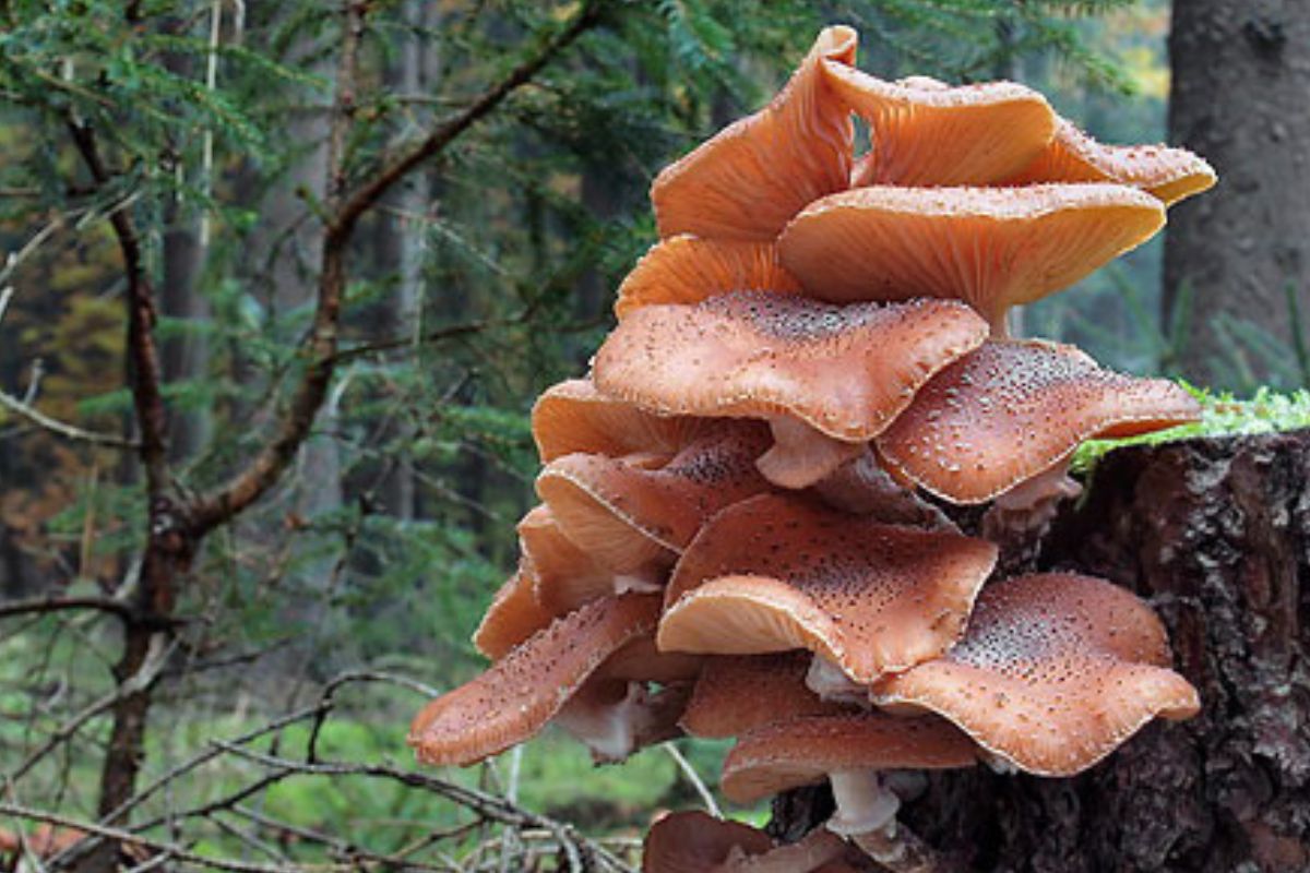 El Armillaria ostoyae, también conocido como “hongo de miel”, no es simplemente un conjunto de setas que aparecen en el bosque. (naturephoto cz.com)