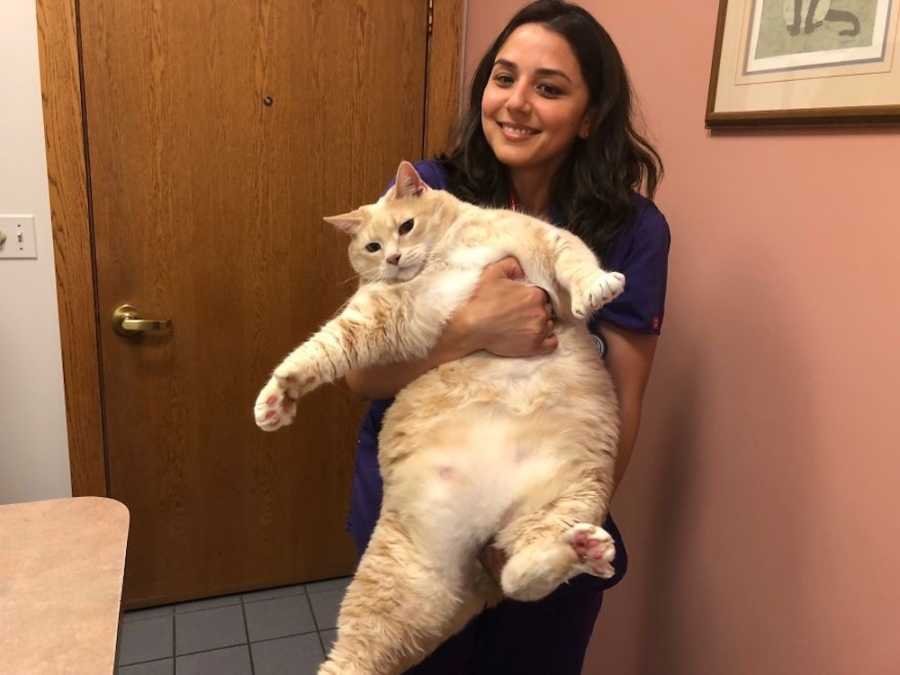 gatito