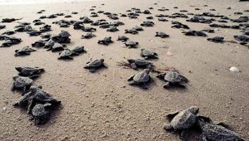 tortugas tortugas