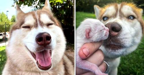 Esta perrita salvó a una caja de gatitos indefensos y se convirtió en su nueva