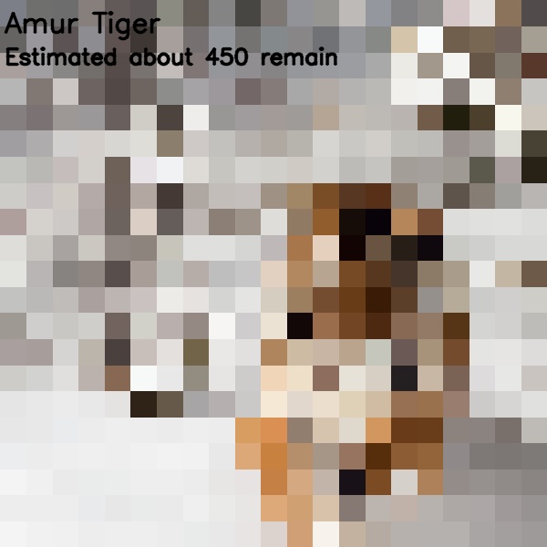 14 amur tiger 450