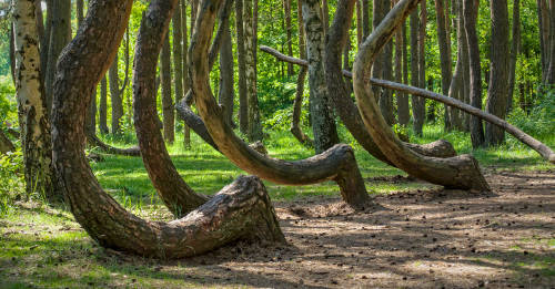 bosque polonia arboles crecen torcidos