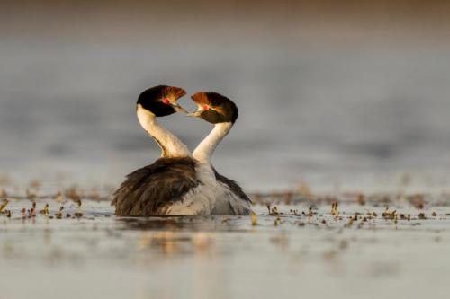Pareja de Maca Tobiano Maca Tobiano. Pareja en el agua