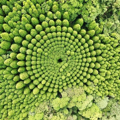 bosque circulos bosque circulos