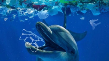 delfin plástico La cumbre de la Organización de las Naciones Unidas (ONU) celebrada en Busan, Corea del Sur, para tratar la contaminación por plástico, fracasó (Foto: Pinterest)