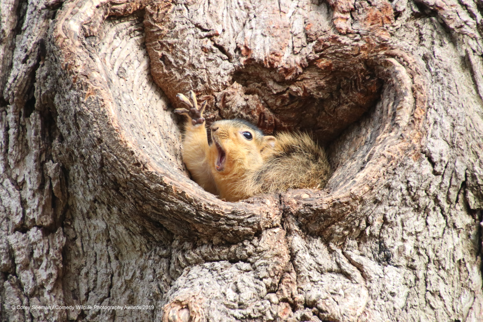 1 Corey Seeman_Who would like a peanut Squirrels at the University of Michigan_00003651