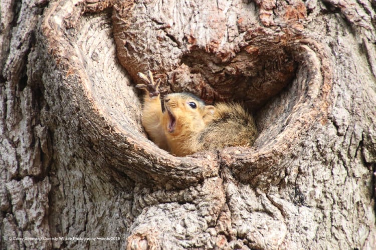 1 Corey Seeman_Who would like a peanut Squirrels at the University of Michigan_00003651