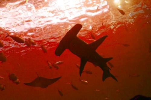 tiburon Imagen: gogreen.org