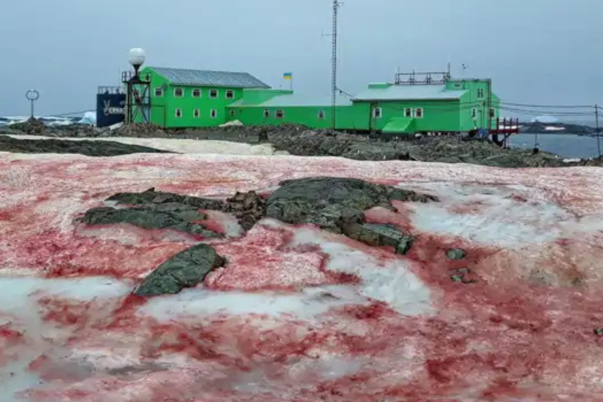 Un paisaje blanco manchado de rojo en el extremo sur del planeta despertó asombro y preocupación. (Fuente: nationalgeographic.com.es)