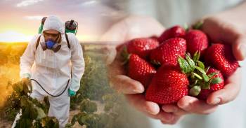 frutas verduras mas menos agrotoxicos pesticidas